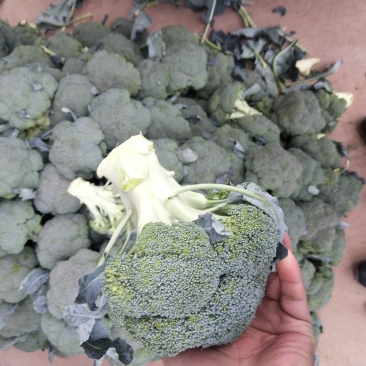 西兰花基地供应，质量好价格美丽，有收购的朋友联系我