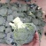 西兰花基地供应，质量好价格美丽，有收购的朋友联系我