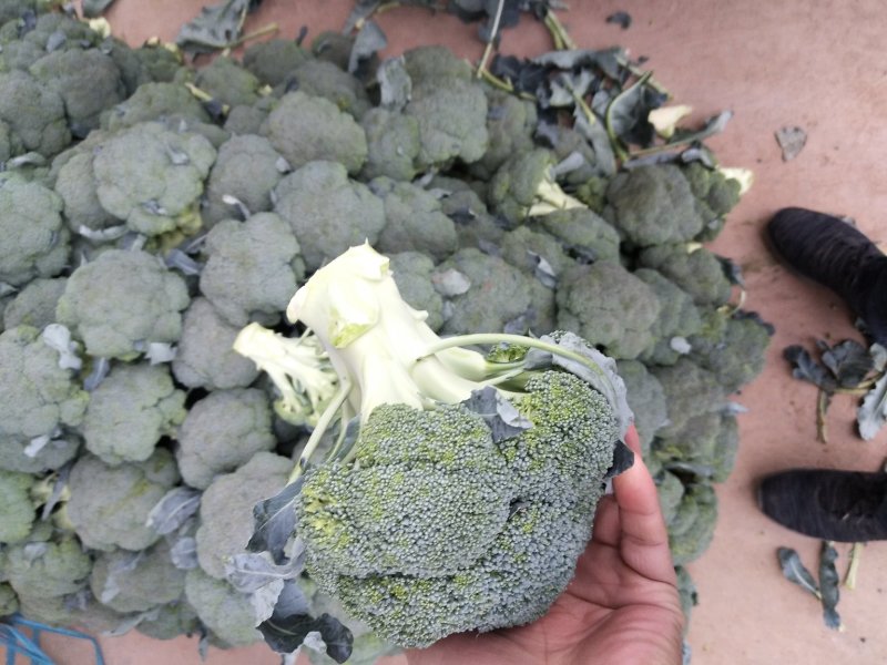 西兰花基地供应，质量好价格美丽，有收购的朋友联系我