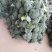 西兰花基地供应，质量好价格美丽，有收购的朋友联系我