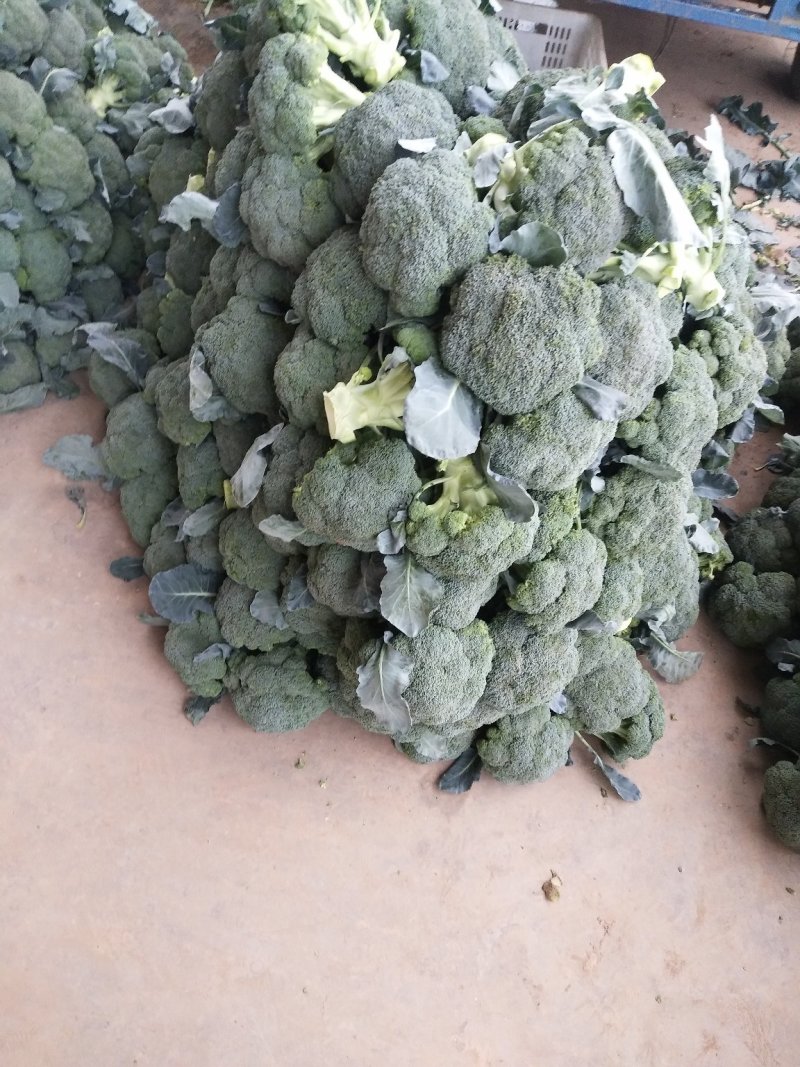 西兰花基地供应，质量好价格美丽，有收购的朋友联系我