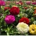 百日草花种子景观花海四季易种室外庭院阳台开花不断
