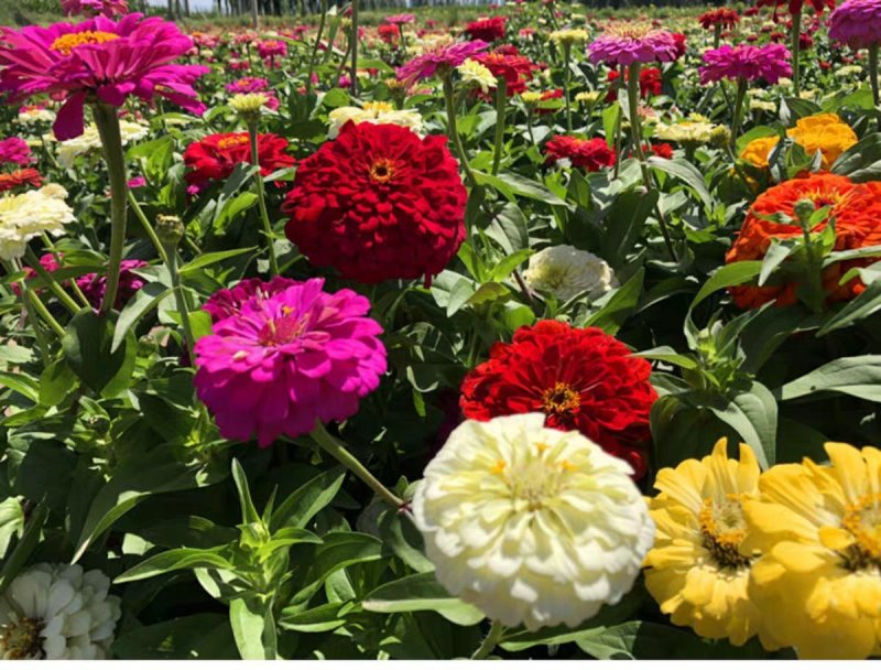百日草花种子景观花海四季易种室外庭院阳台开花不断