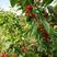 红妃樱桃苗，鸡心樱桃，南方樱桃，品种纯正，自家育苗