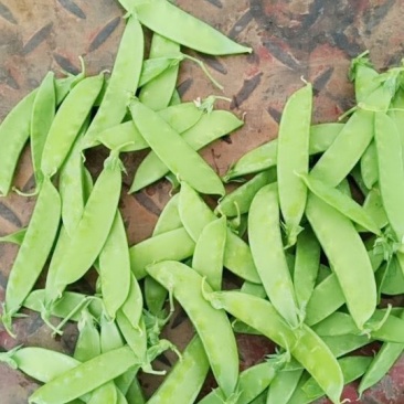 批发零售荷兰豆甜豆中角