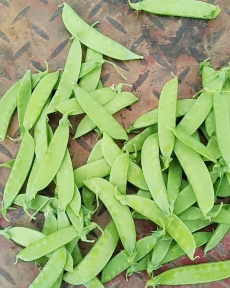 批发零售荷兰豆甜豆中角