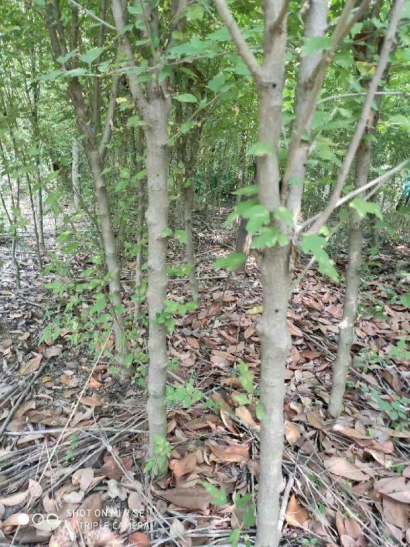 木槿花
