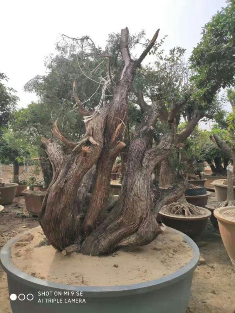 木槿花