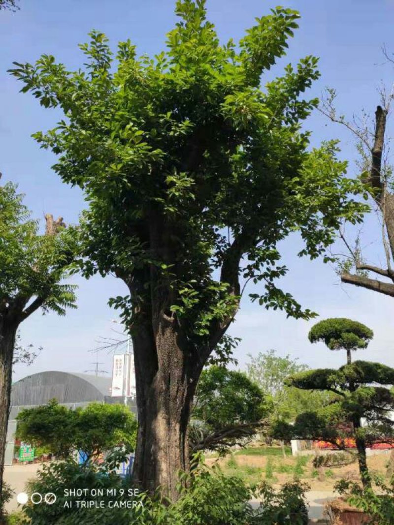 木槿花