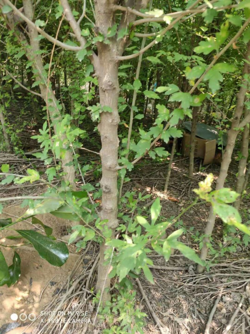 木槿花一手货源，处理价格