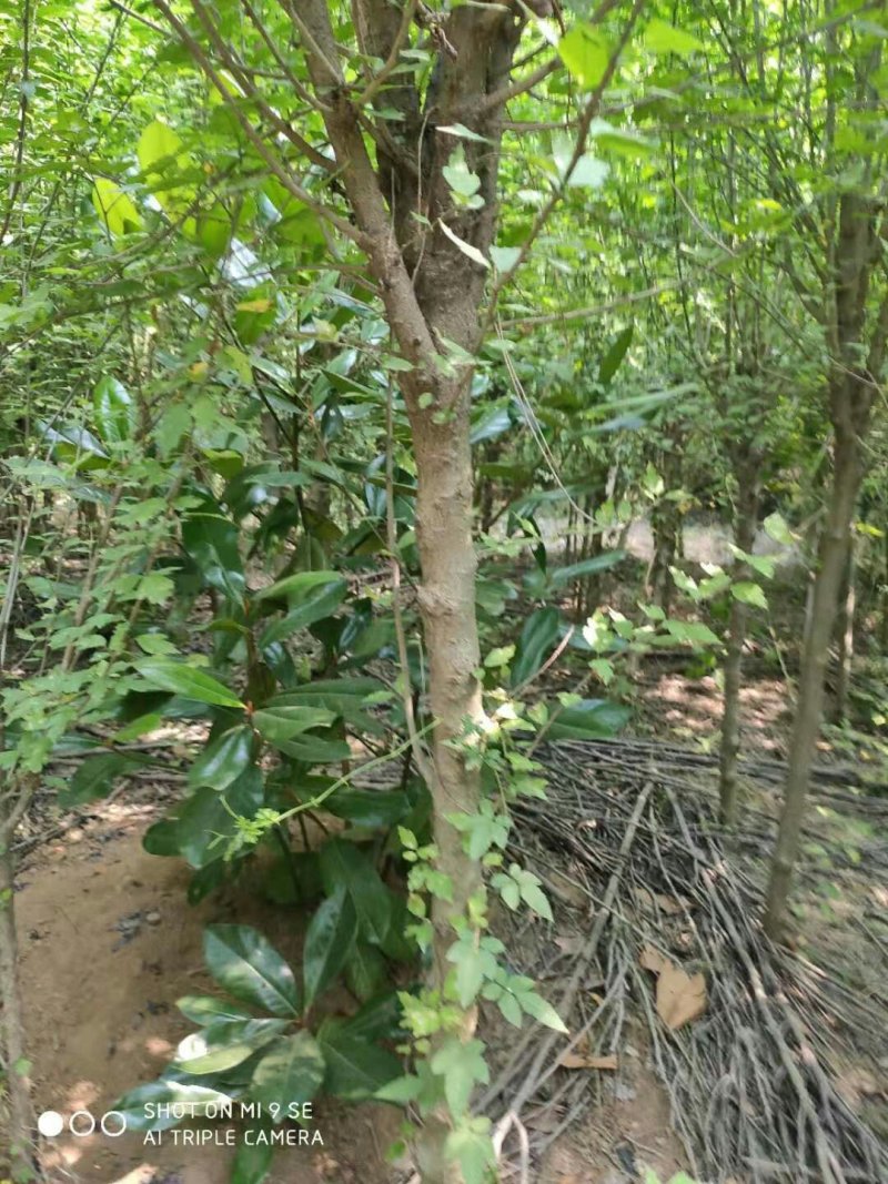 木槿花一手货源，处理价格