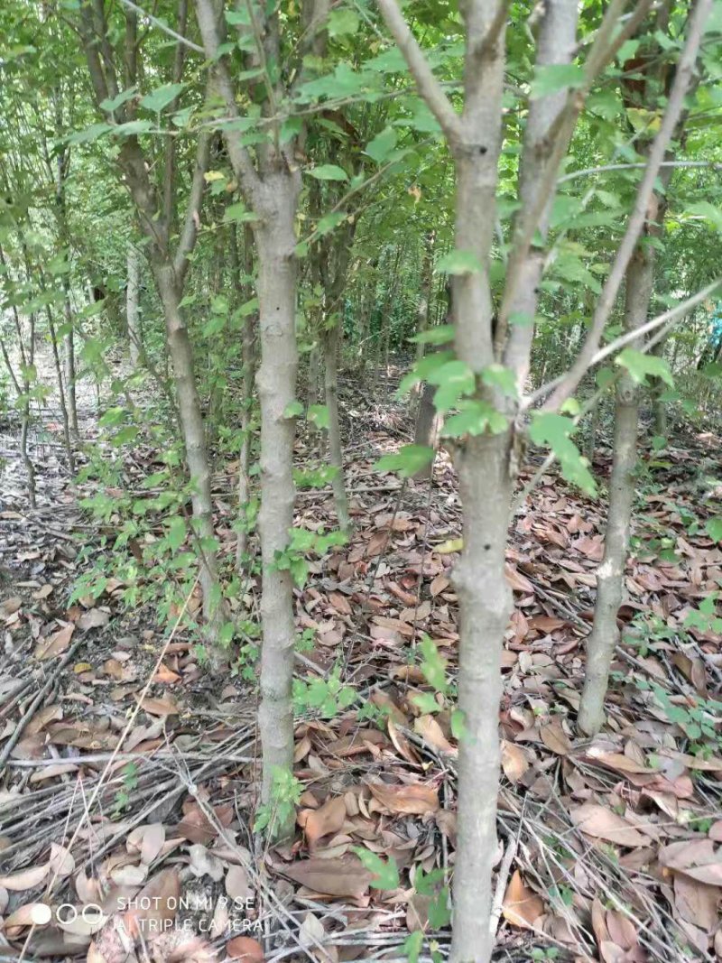 木槿花一手货源，处理价格