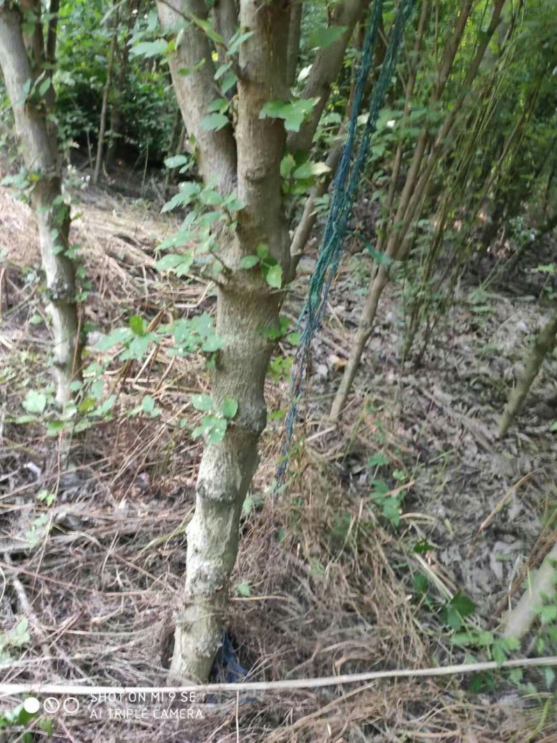 木槿花一手货源，处理价格