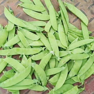 批发零售荷兰豆甜豆