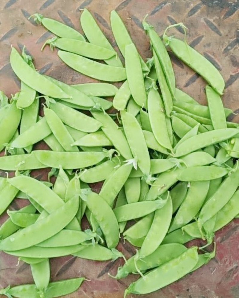批发零售荷兰豆甜豆