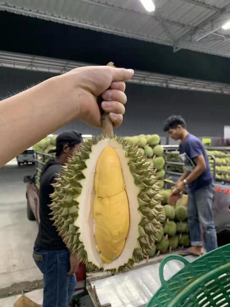泰国金枕头榴莲