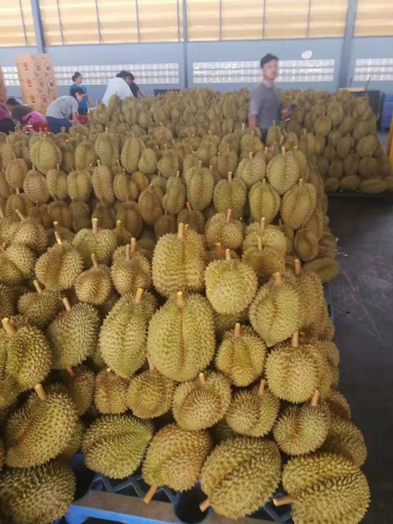 泰国金枕头榴莲