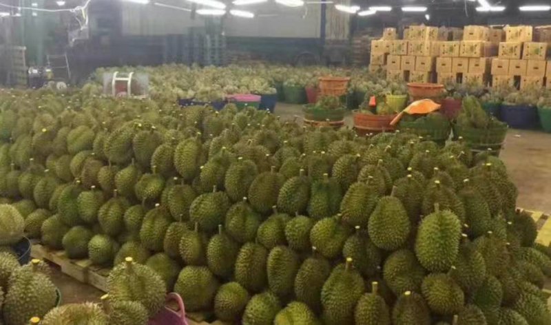 泰国金枕头榴莲