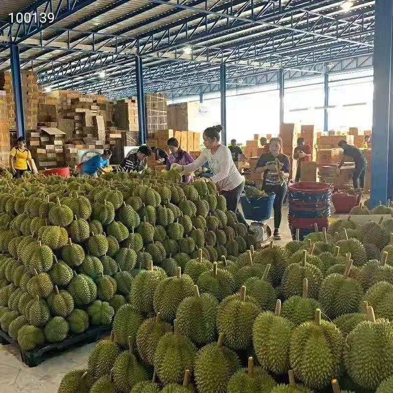 泰国金枕头榴莲