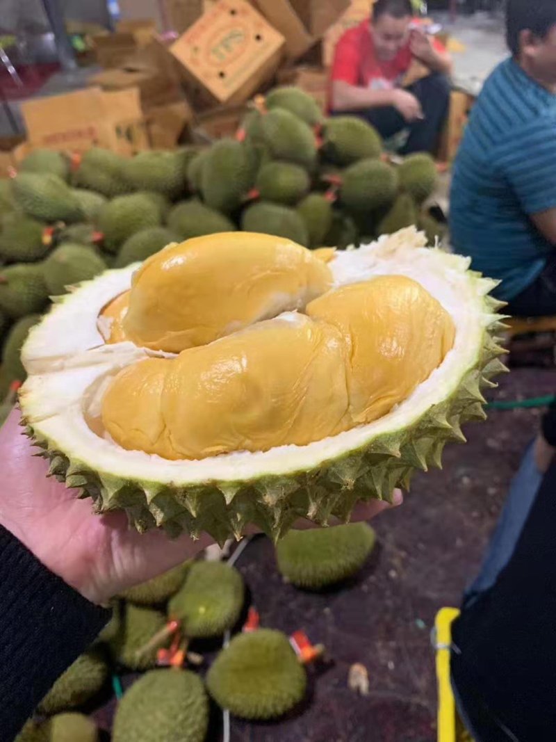 泰国金枕头榴莲