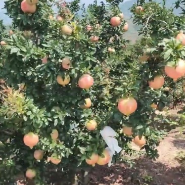 苗木种苗，大果红软籽石榴苗。