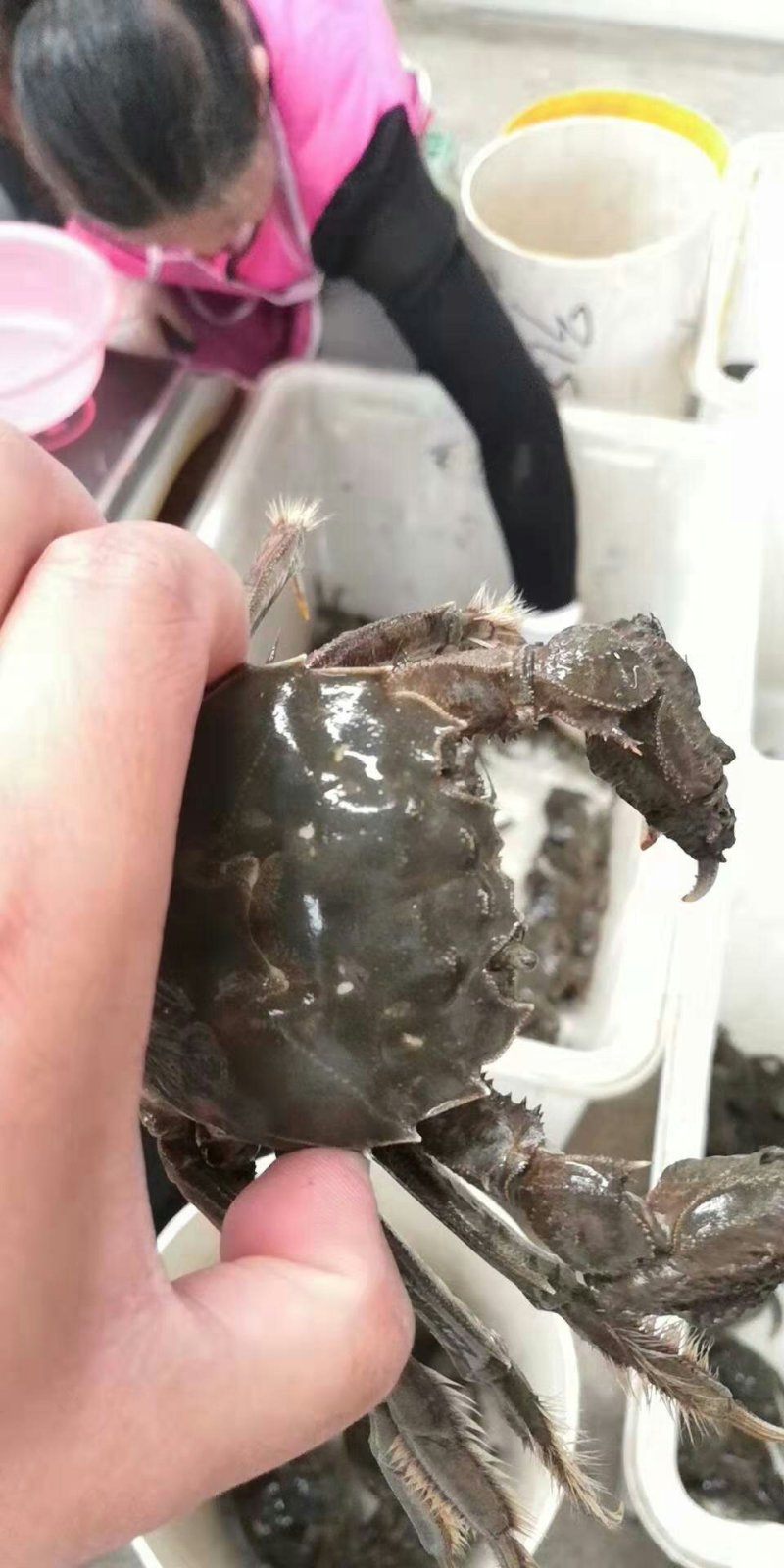 江苏大闸蟹六月黄成品蟹