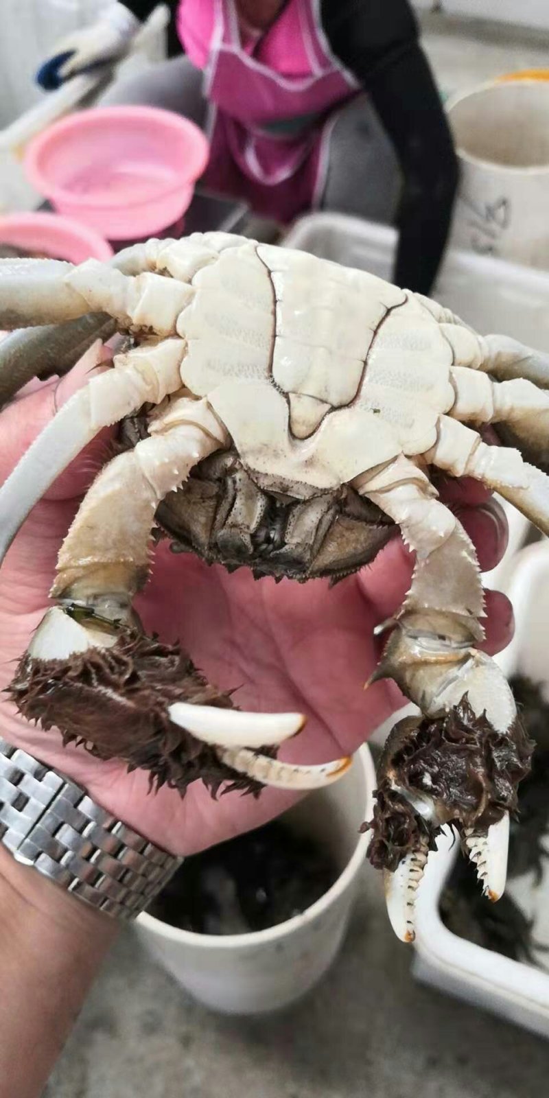 江苏大闸蟹六月黄成品蟹