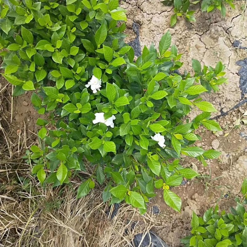 各类栀子花和茉莉花品种很多。有盆栽花和工程苗都有售长年供应。