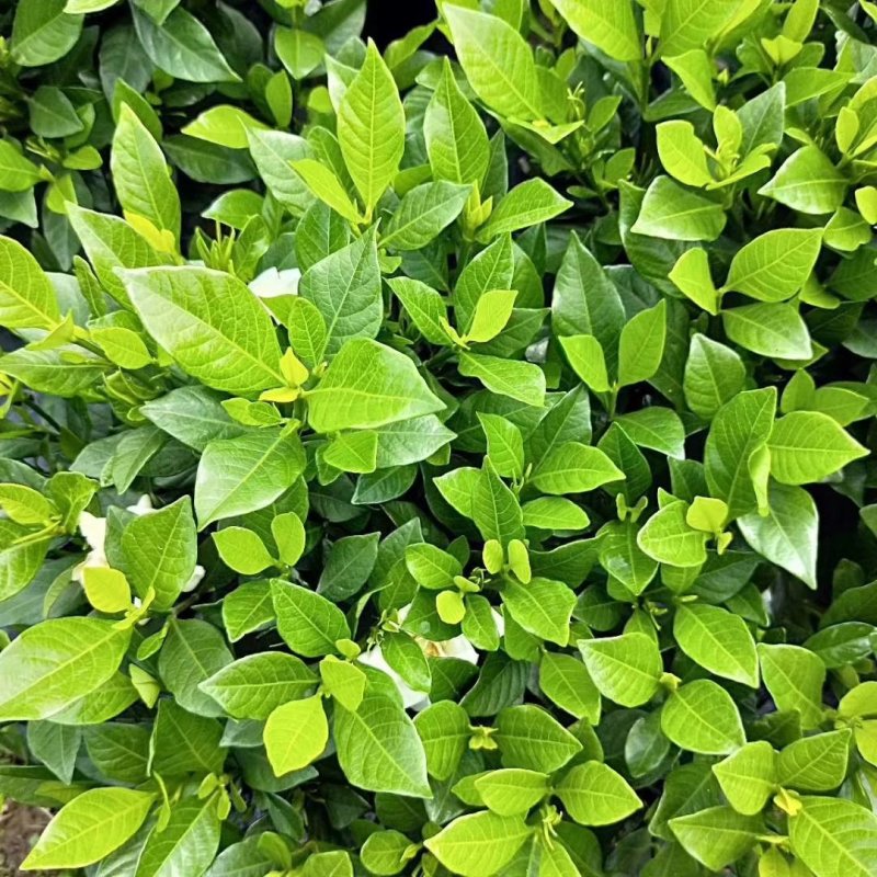 各类栀子花和茉莉花品种很多。有盆栽花和工程苗都有售长年供应。