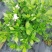 各类栀子花和茉莉花品种很多。有盆栽花和工程苗都有售长年供应。