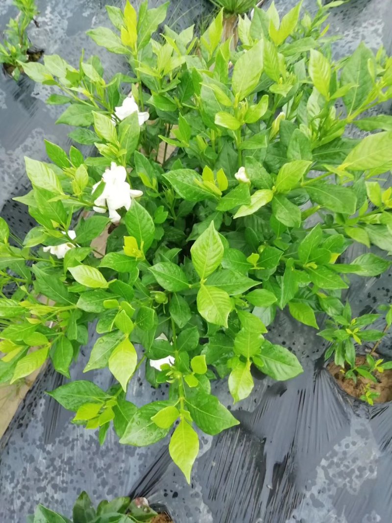 各类栀子花和茉莉花品种很多。有盆栽花和工程苗都有售长年供应。