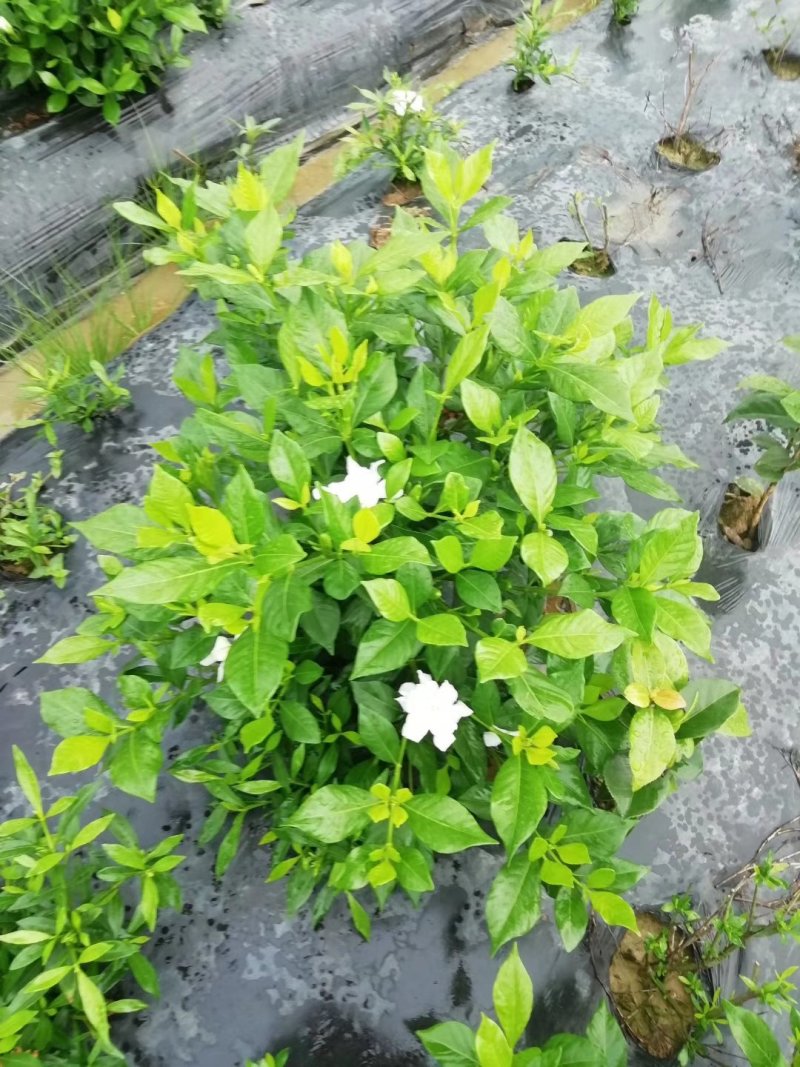 各类栀子花和茉莉花品种很多。有盆栽花和工程苗都有售长年供应。