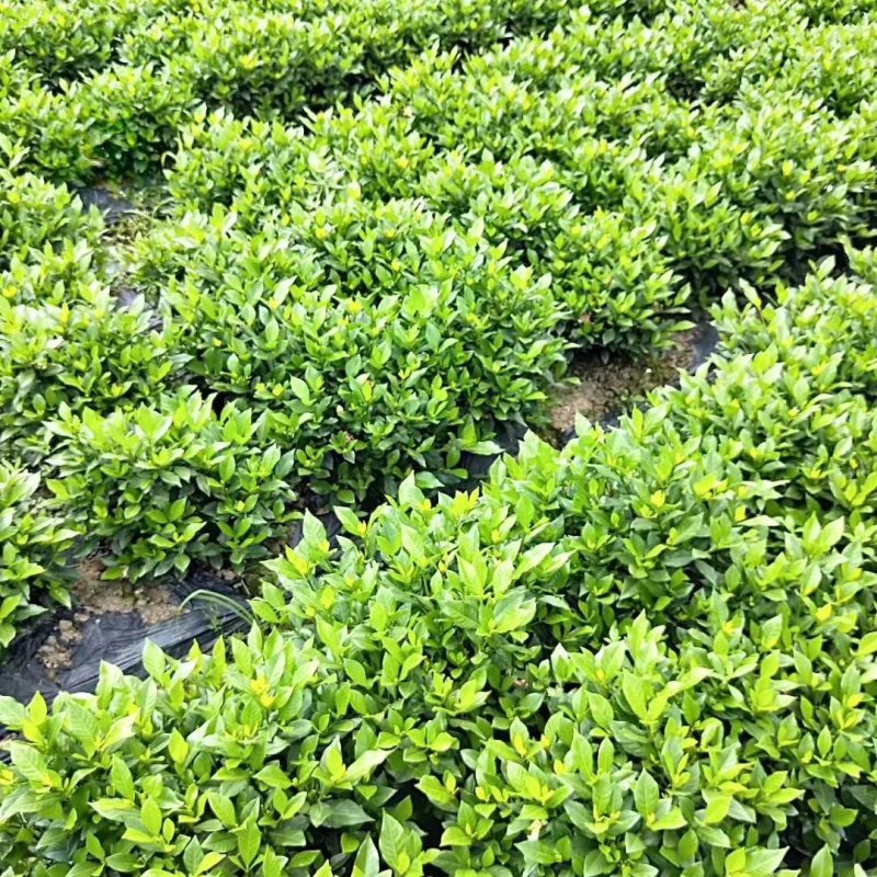 各类栀子花和茉莉花品种很多。有盆栽花和工程苗都有售长年供应。