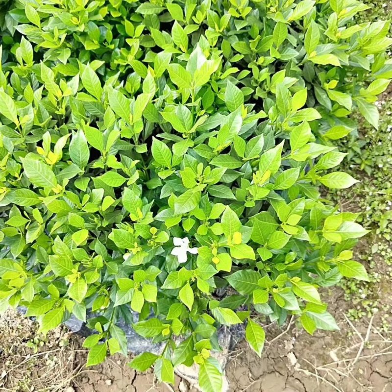 各类栀子花和茉莉花品种很多。有盆栽花和工程苗都有售长年供应。