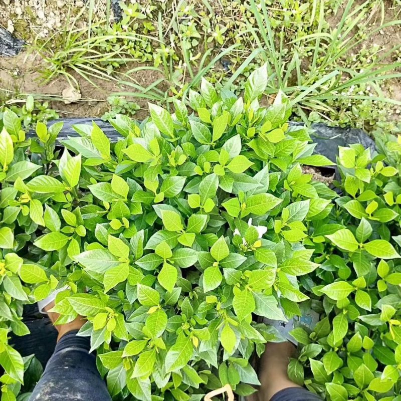 各类栀子花和茉莉花品种很多。有盆栽花和工程苗都有售长年供应。