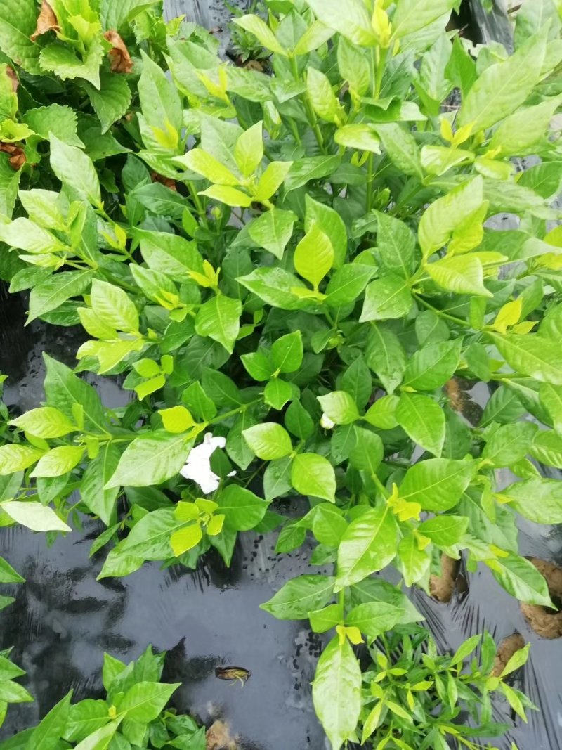 各类栀子花和茉莉花品种很多。有盆栽花和工程苗都有售长年供应。