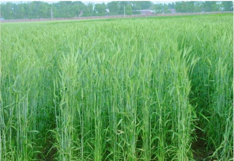 冬牧70黑麦草籽种优质牧草种子鸡鸭鹅牛羊马猪喂养