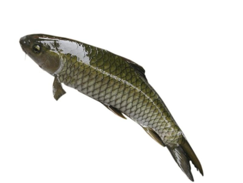 草鱼