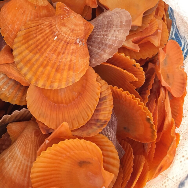 黄金扇贝壳批发