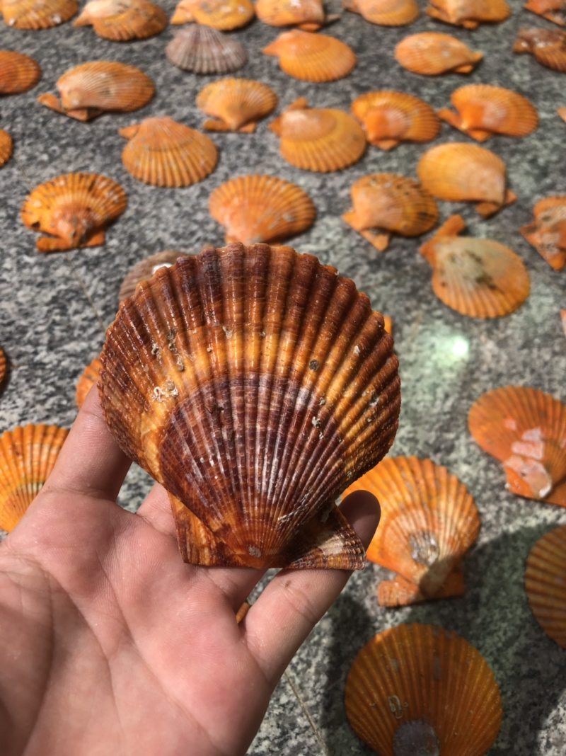 黄金扇贝壳批发