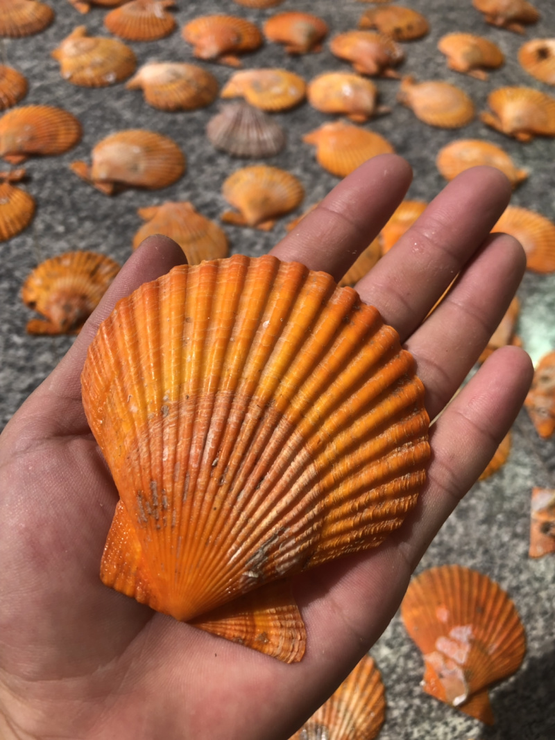黄金扇贝壳批发