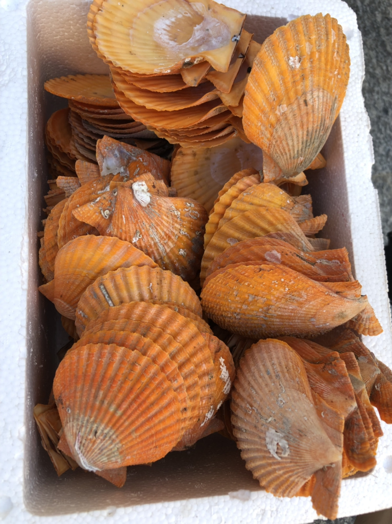 黄金扇贝壳批发