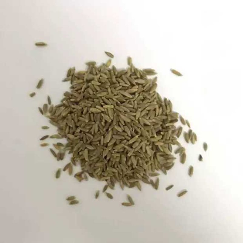 冬牧70黑麦草籽种优质牧草种子鸡鸭鹅牛羊马猪喂养