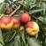 冬枣树苗新品二代保纯度免费提供管理技术占地枣树
