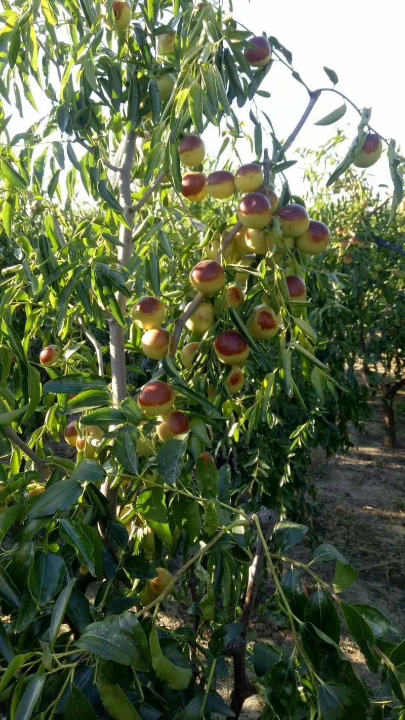 冬枣树苗新品二代保纯度免费提供管理技术占地枣树