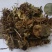 虎耳草千余品种供应承接订单