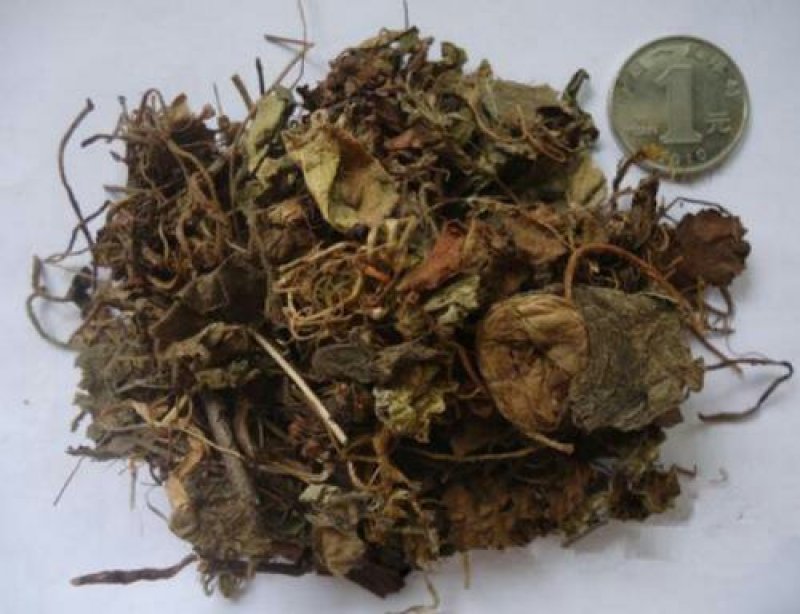 虎耳草千余品种供应承接订单