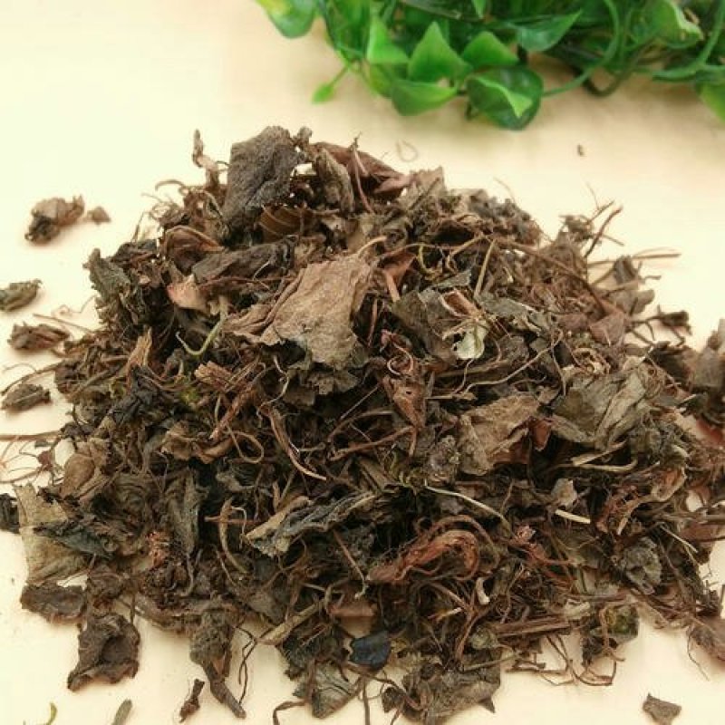 虎耳草千余品种供应承接订单