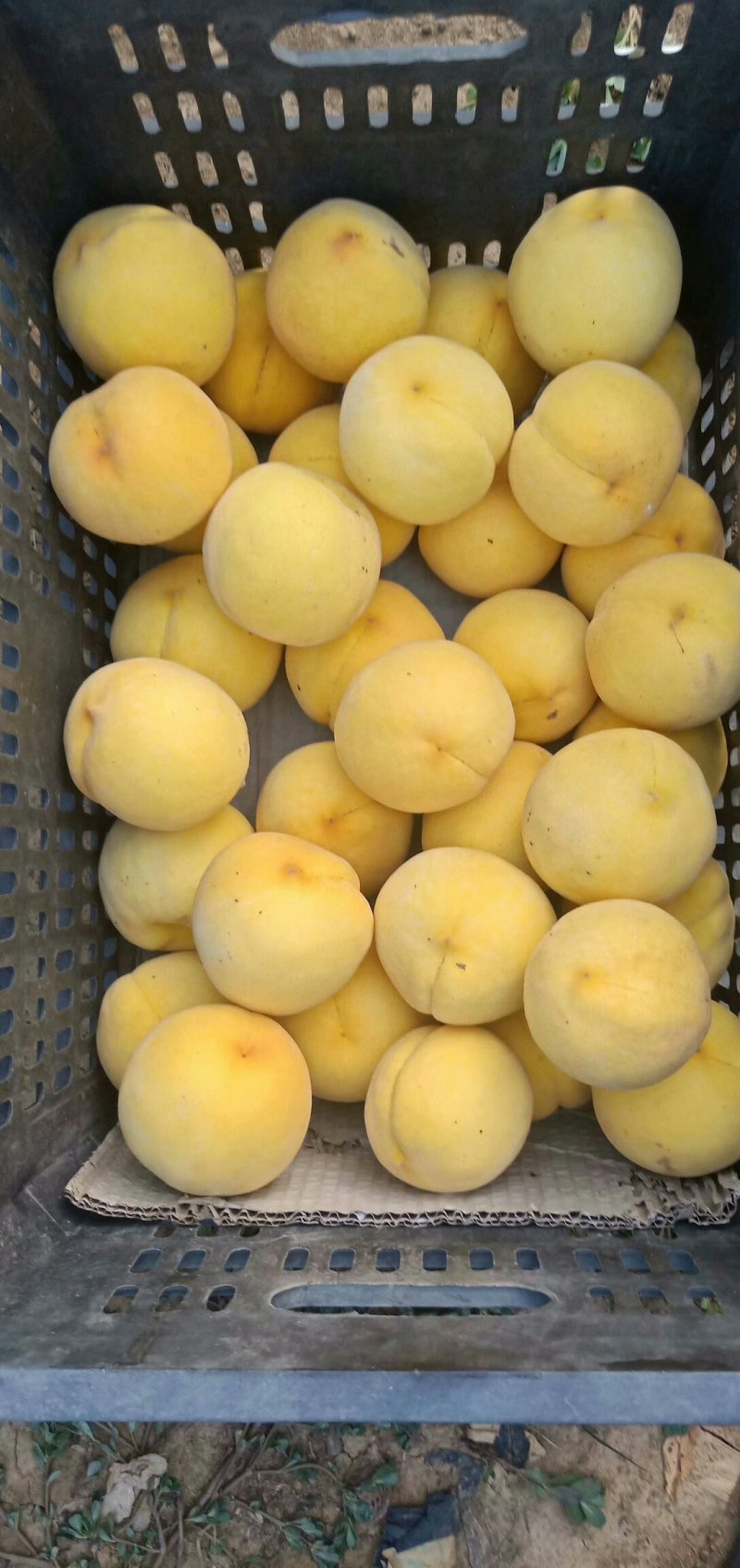 燕山黄桃（黄贵妃）