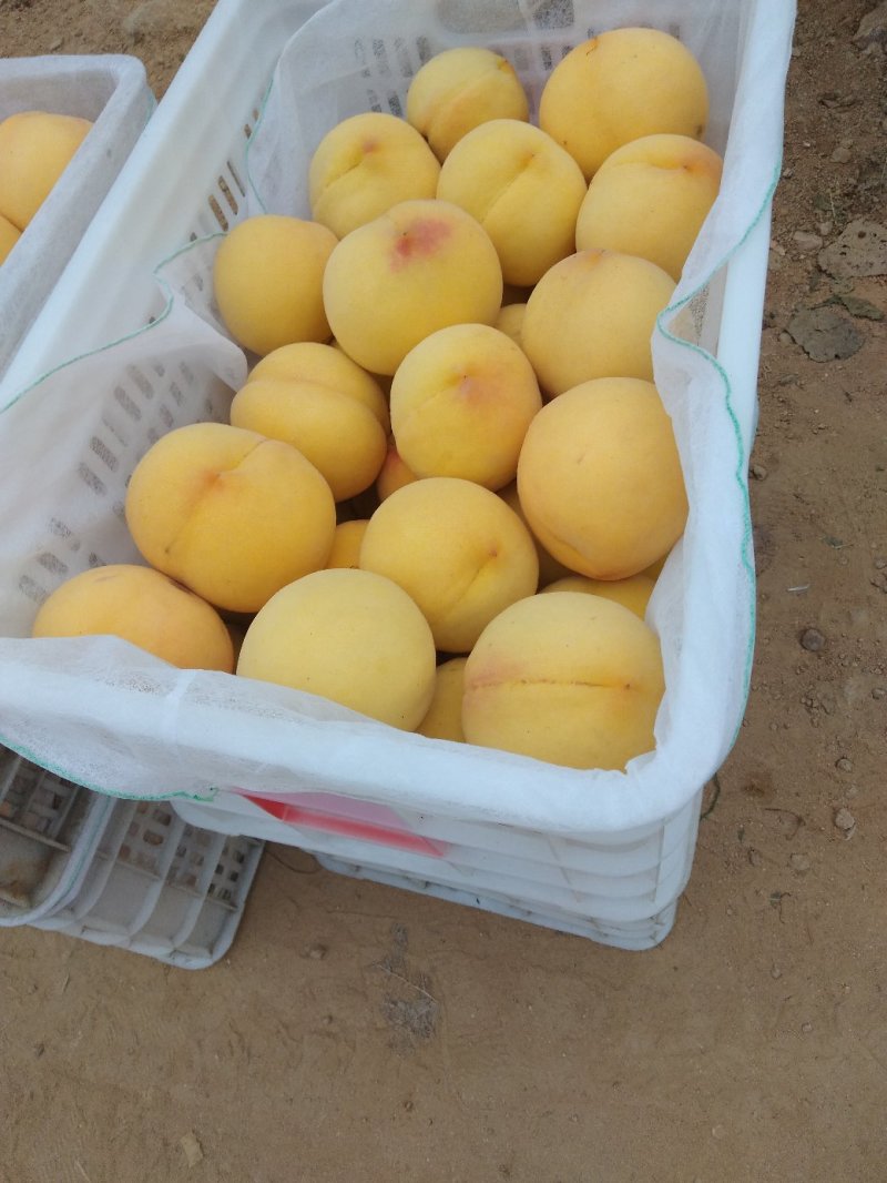 小花黄毛桃